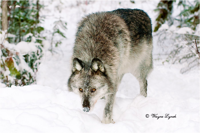 Wolf by Dr. Wayne Lynch ©